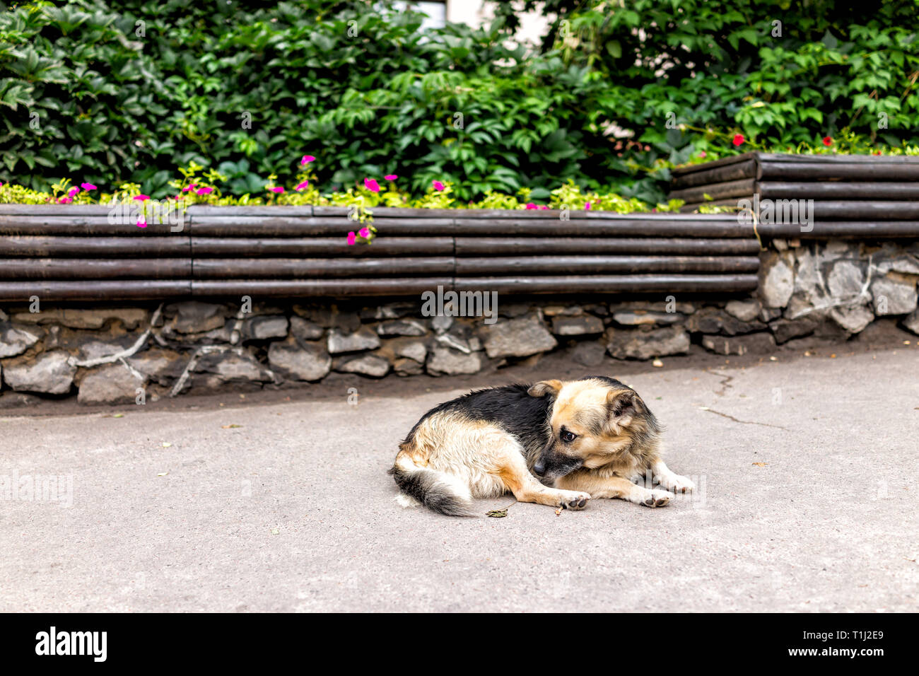 Obdachlose traurig verlassenen Inukai mutt liegend auf Gehsteig Bürgersteig schlafen in Riwne, Ukraine Straße Stockfoto