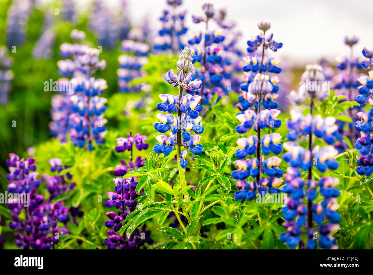 Farbenfroh leuchtenden blauen und violetten Lupin Blumen in Island mit verschwommenen Hintergrund bokeh Blüten bei bewölkter Tag Stockfoto