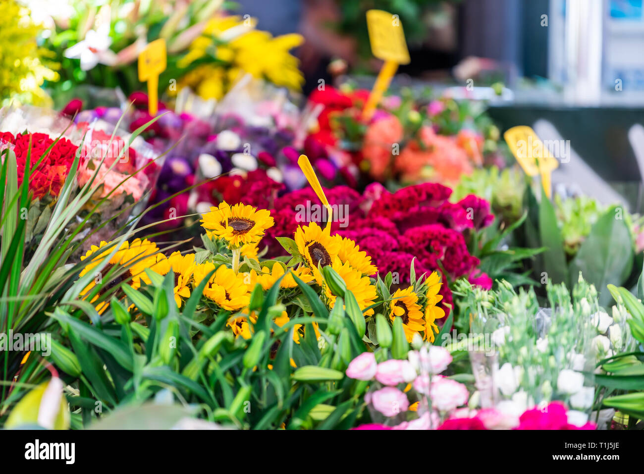 Nahaufnahme der Florist Flower Shop viele Sträuße Pflanzen auf Anzeige  florale Arrangements in Campo de Fiori in Rom, Italien mit Sonnenblumen  Stockfotografie - Alamy