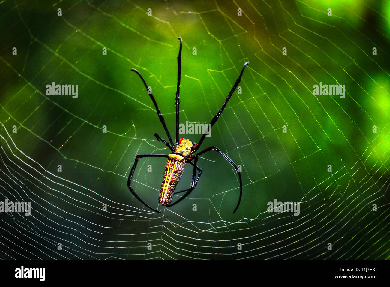 Spinnen von thailand -Fotos und -Bildmaterial in hoher Auflösung – Alamy