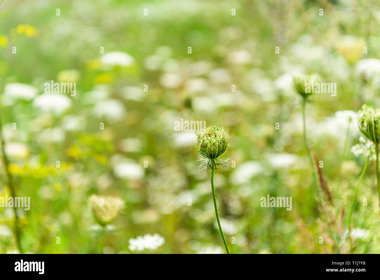 Bauernhof Felder im Sommer in Riwne, Ukraine grünes Gras mit weißer Schirm Blumen Unkraut Wildblumen in der Saison getrocknet für Saatgut Hintergrund bokeh Stockfoto