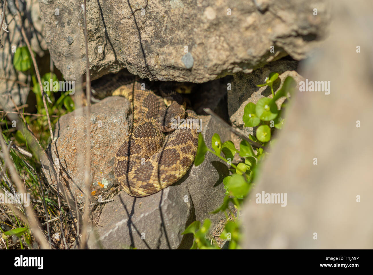 Ein Northern Pacific rattlesnake ergibt sich aus seiner Höhle in Nordkalifornien. Stockfoto