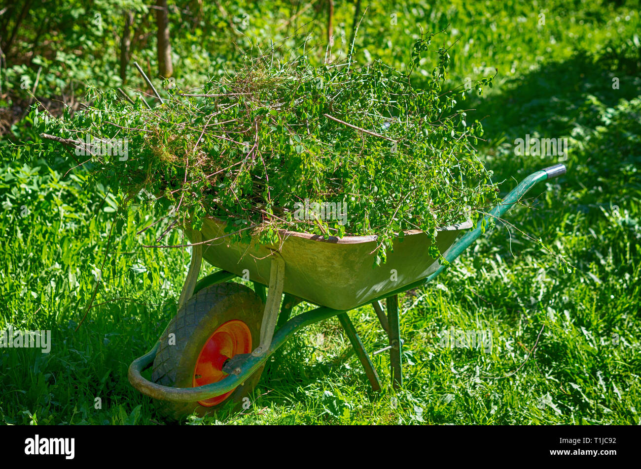 Ein Garten Trolley mit getrimmt Filialen. Frühling im Garten Stockfoto