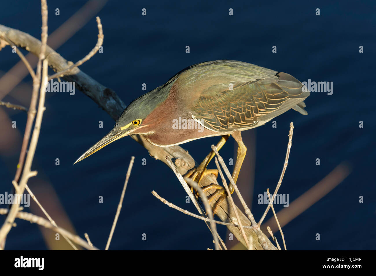Green Heron (Butorides Virescens) auf einem Zweig über Wasser in Ten Thousand Islands National Wildlife Refuge - Marsh Trail, Florida, USA gehockt Stockfoto