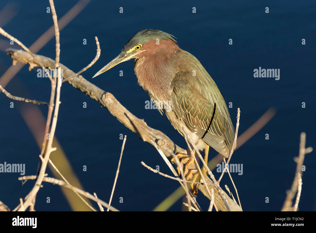 Green Heron (Butorides Virescens) auf einem Zweig über Wasser in Ten Thousand Islands National Wildlife Refuge - Marsh Trail, Florida, USA gehockt Stockfoto