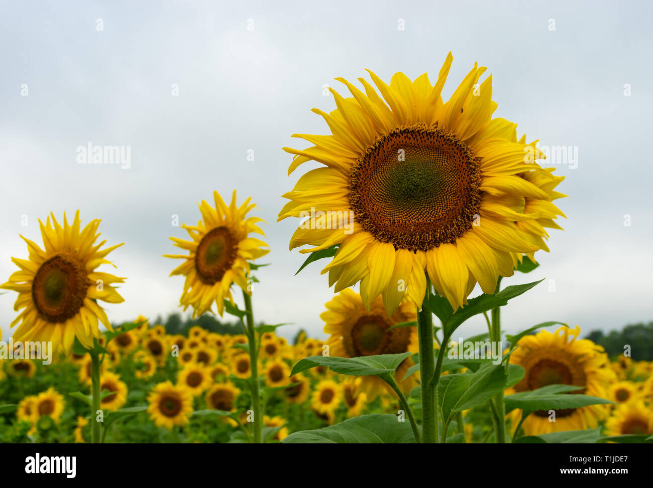 Blühende Sonnenblumen Feld closeup an verregneten Sommertag in der Ukraine Stockfoto
