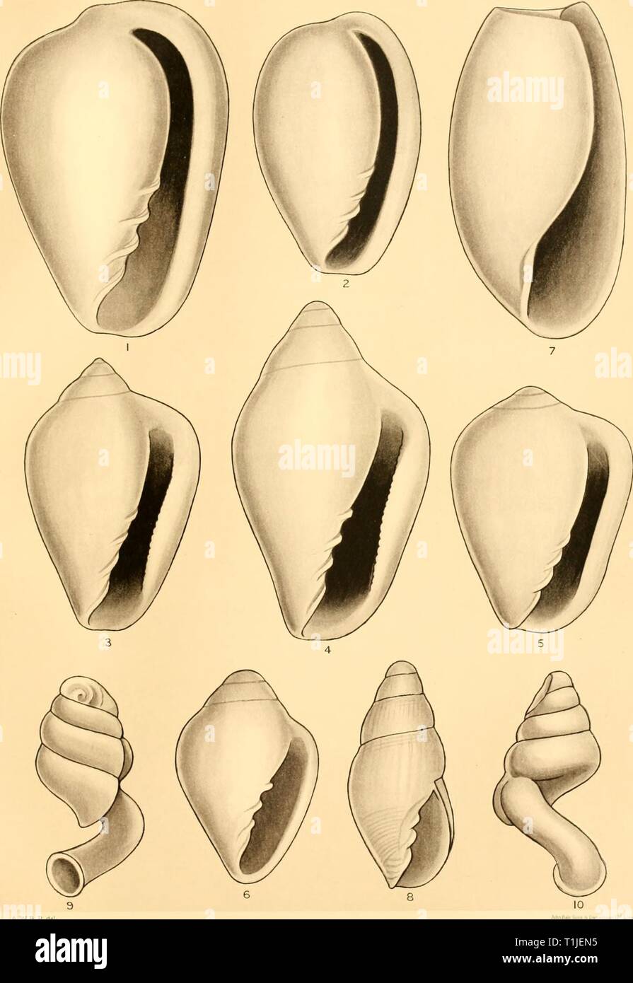 Reports (1937) Entdeckung berichten discoveryreports 15 inst Jahr: 1937 ENTDECKUNG BERICHTEN VOL. XV PLATTE LV EIN W B P del MOLLUSCA AUS NEUSEELAND Stockfoto