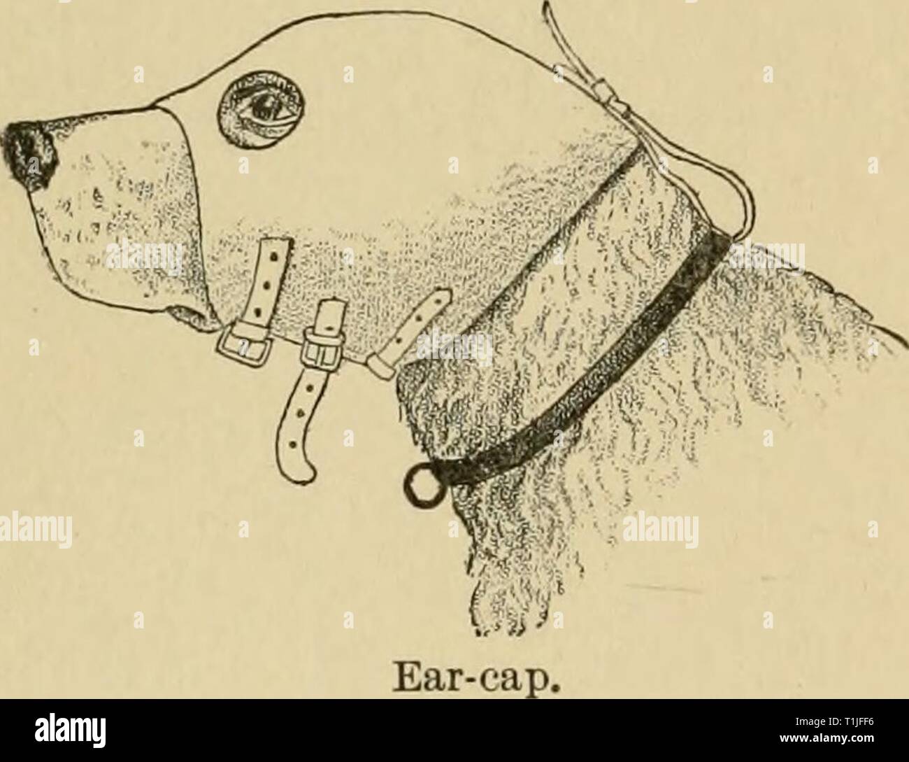 Krankheiten des Hundes und Krankheiten des Hundes und ihre Behandlung diseasesofdogthe 01 ml Jahr: 1897 376 KRANKHEITEN DES OHRES. Abb. 83. Die Spritze oder sauggebläse. Die Sekretion wird dann entfernt und ein soUition von iodoform und Äther (10 bis 20 Prozent, von iodoform) wird eingespritzt. Die Nadel muss in den Hohlraum für einige Zeit, um die Dämpfe des Äthers zu entweichen lassen. Wir haben dann eine Komprimierung Dressing in der folgenden Weise: Das Ohr ist aufgedreht und auf die Oberseite des Kopfes und der cov-Tätseinbußen mit antiseptischen Watte auf beiden Oberflächen. Es wird dann durch ein Ohr-Cap (Abb. 83 Stockfoto
