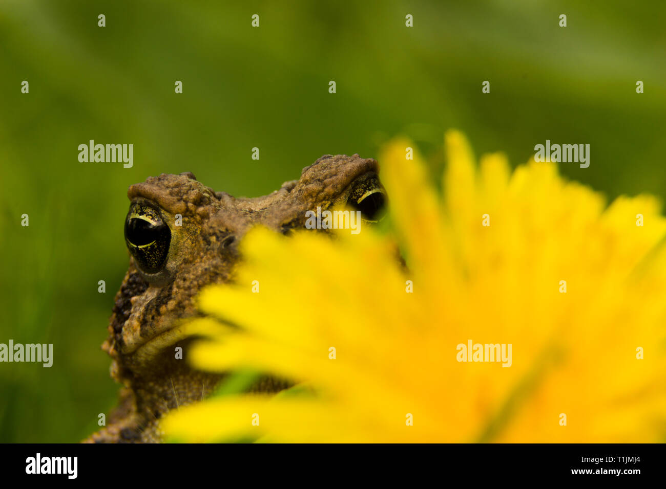 Kröte spähen hinter einem Löwenzahn Blume Stockfoto