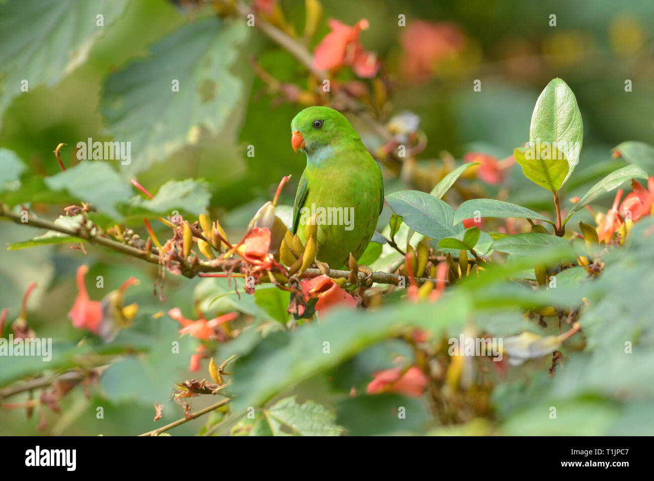 Vernal hängenden Parrot an einem blühenden Baum an Dandeli, Karnataka, Indien Stockfoto