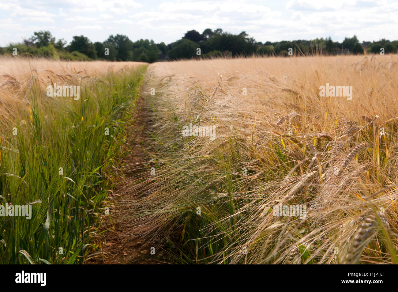 Gerste Felder im Sommer vor der Ernte Stockfoto