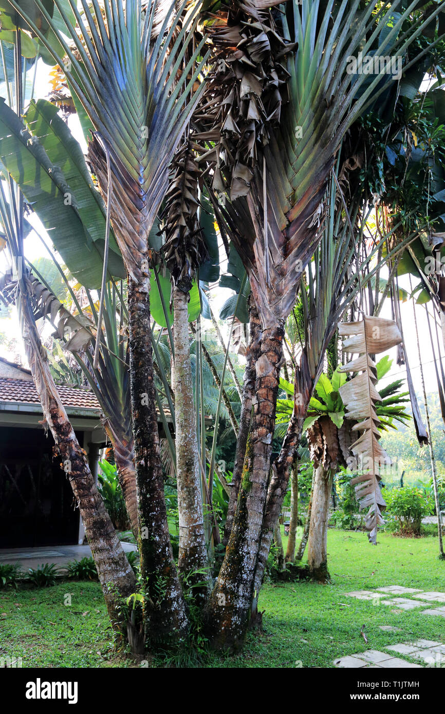 Ravenala madagascariensis, gemeinhin als Traveller's Baum oder Traveller's Palm in Janda Baik, Pahang, Malaysia bekannt Stockfoto