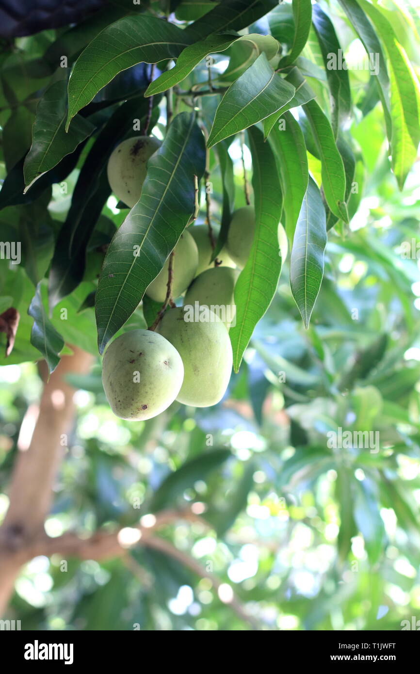 Frische mango Früchte auf Mango Tree Stockfoto