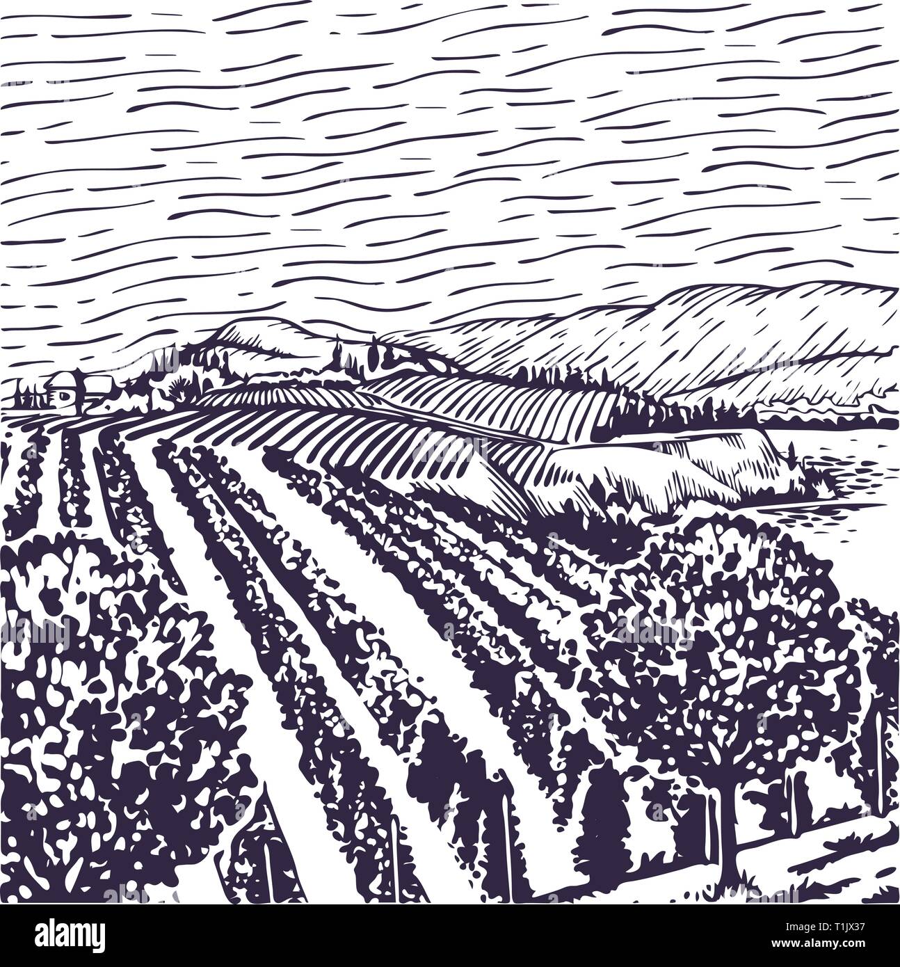 Weinberg line Art, mit Reihen der Weinreben, mit einer Weinrebe im Vordergrund und ein Gebäude, eine bewölkte Himmel und die Berge. Stock Vektor