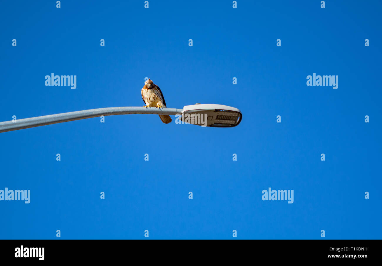Hawk beschmutztes sitzen auf dem Laternenpfahl in Bensonhurst Nachbarschaft in Brooklyn, NY, Frühling 2019 Stockfoto