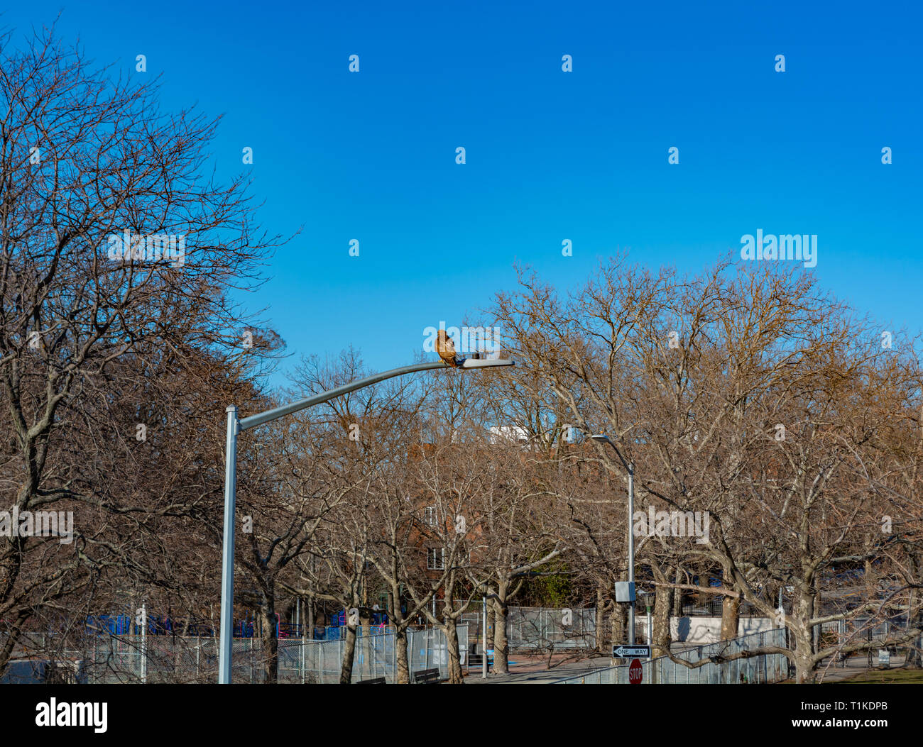 Hawk beschmutztes sitzen auf dem Laternenpfahl in Bensonhurst Nachbarschaft in Brooklyn, NY, Frühling 2019 Stockfoto