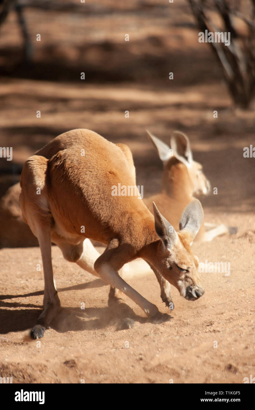 Rote Riesenkängurus ruht in der Nähe des schattigen Bäumen während des Tages Stockfoto