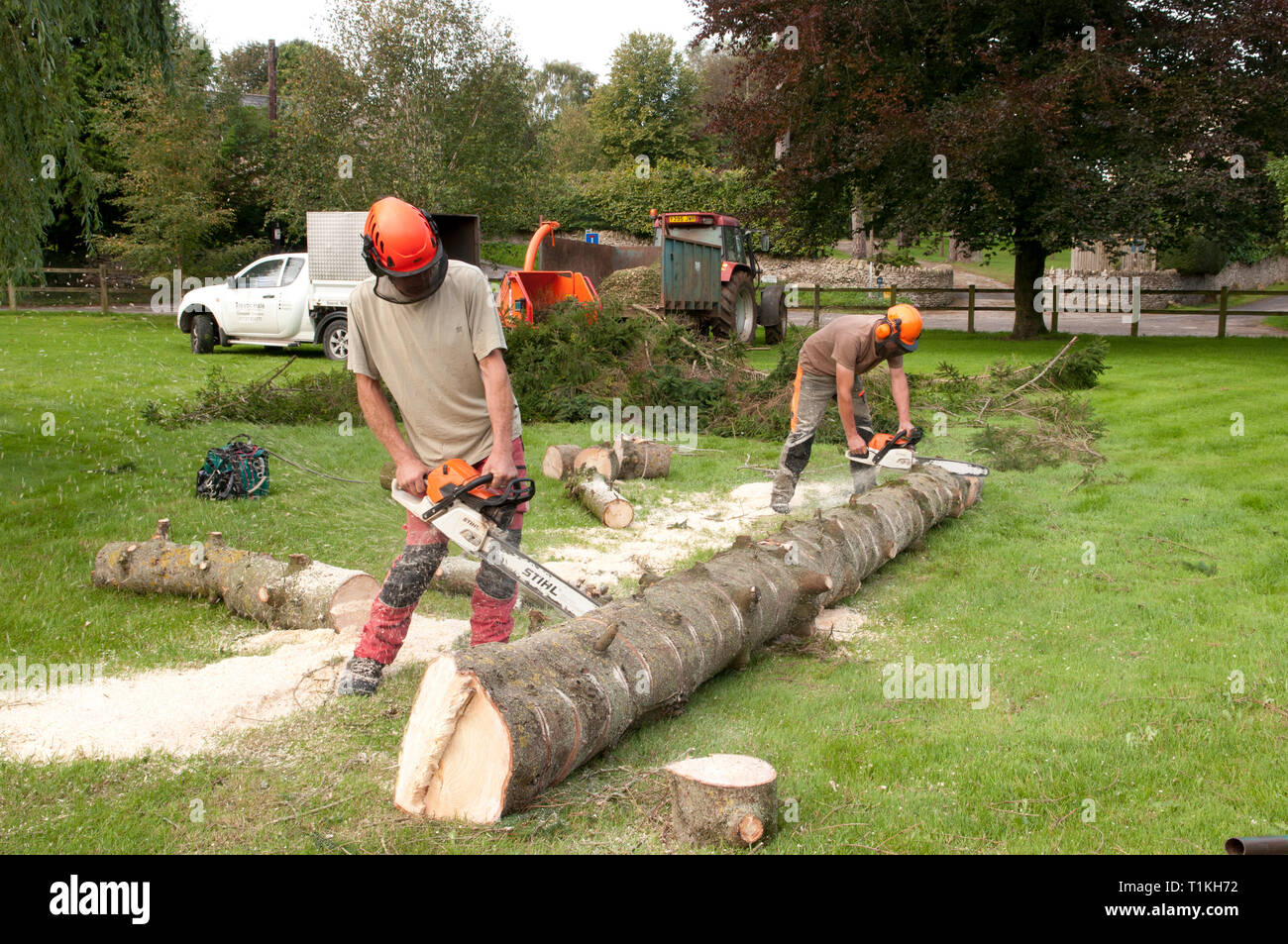 Baum Chirurgen Schneiden eines gefällten Baumes in Logs Stockfoto