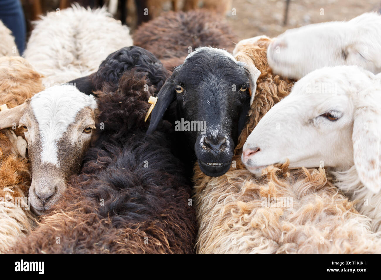Viele Lämmer verschiedener Farbe zum Verkauf. In Kashgar Tiermarkt (Provinz Xinjiang, China) erfasst. Stockfoto