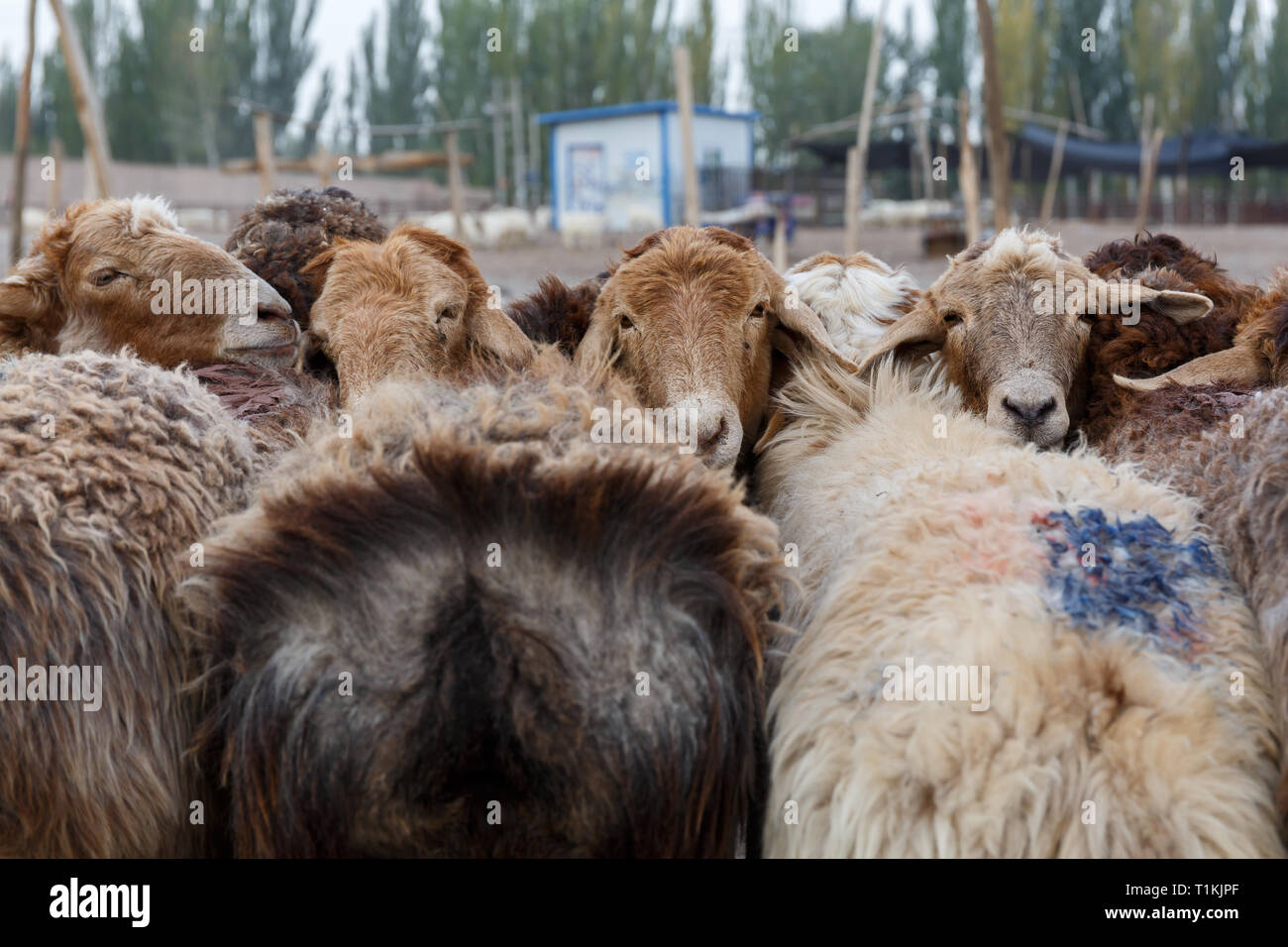 Lämmer gebunden zusammen in Kashgar Tiermarkt. Der Markt findet jeden Sonntag und zieht zahlreiche Touristen (Provinz Xinjiang, China) Stockfoto