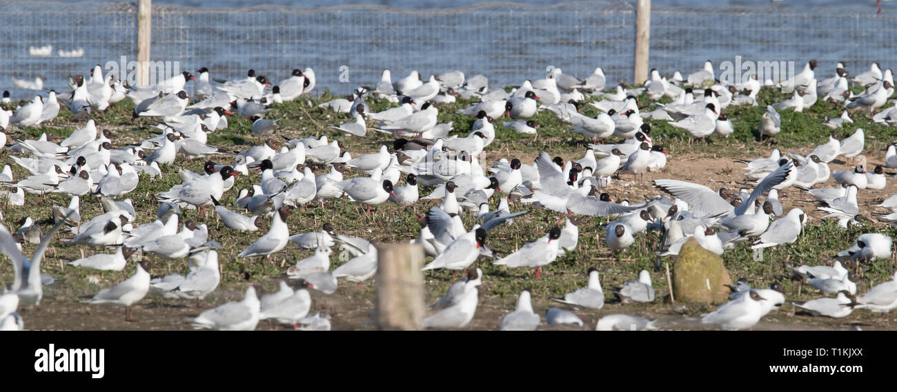 Mediterranean Gull Kolonie Stockfoto