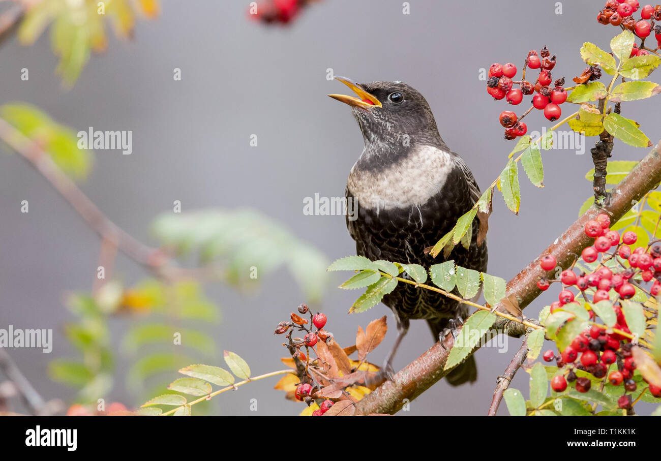 Ring Ouzel Stockfoto