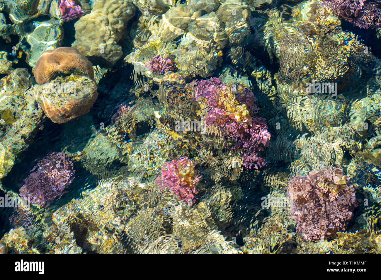 Unten ein Blick auf die lebenden Korallen aus über dem Wasser, mit Ripple Effect auf dem Wasser. Selektives Anzeigen. Stockfoto