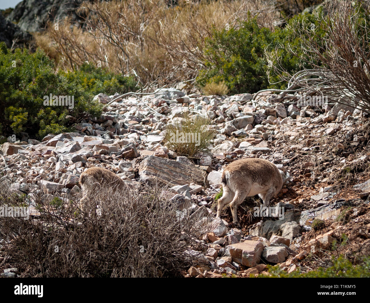 Iberischen wilde Ziege (Capra pyrenaica) Beweidung und Klettern in den Bergen in Salamanca, Spanien Stockfoto