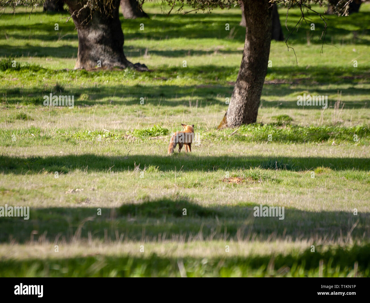 Ein Fuchs (Vulpes vulpes) über die Jagd in den Wald Stockfoto