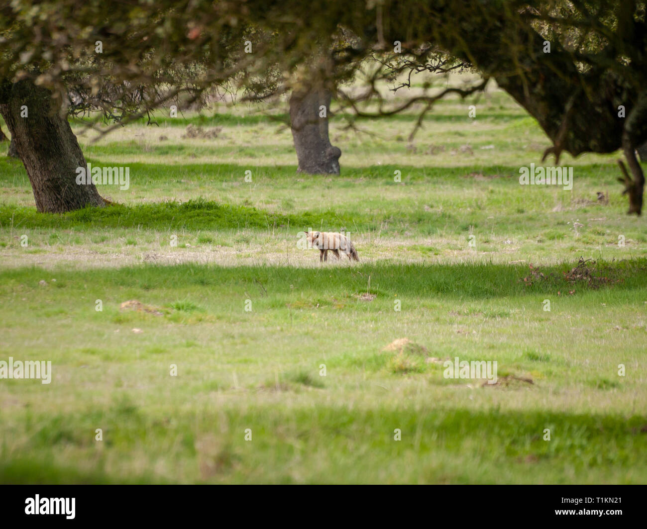 Ein Fuchs (Vulpes vulpes) über die Jagd in den Wald Stockfoto