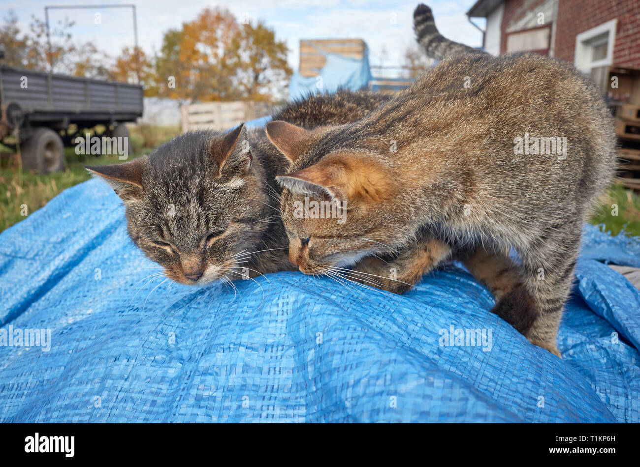 Zwei Kätzchen spielen in einem Garten im Hinterhof, selektive konzentrieren. Stockfoto