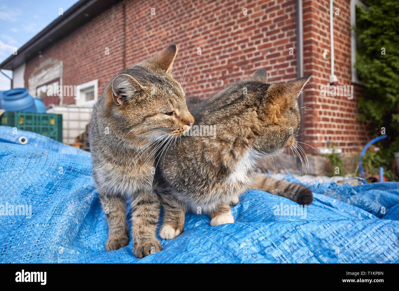 Zwei Kätzchen spielen in einem Hinterhof, selektive konzentrieren. Stockfoto