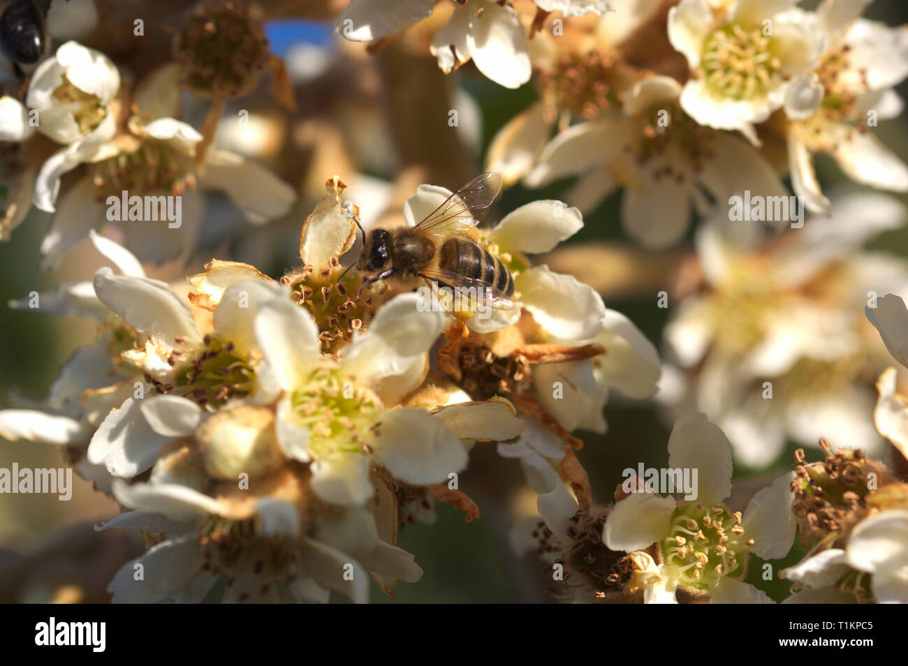 Makro Foto von einer Biene sammelt Nektar der Blüten einer Mispel Stockfoto