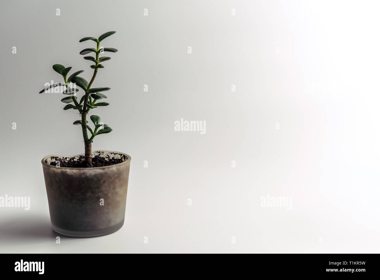 Grüne Jade Pflanze, crassula ovata Zimmerpflanze, Feng Shui Money Tree sukkulenten Topfpflanzen in einem modernen Glas Blumentopf mit organischen Bodens isoliert auf weißem Stockfoto