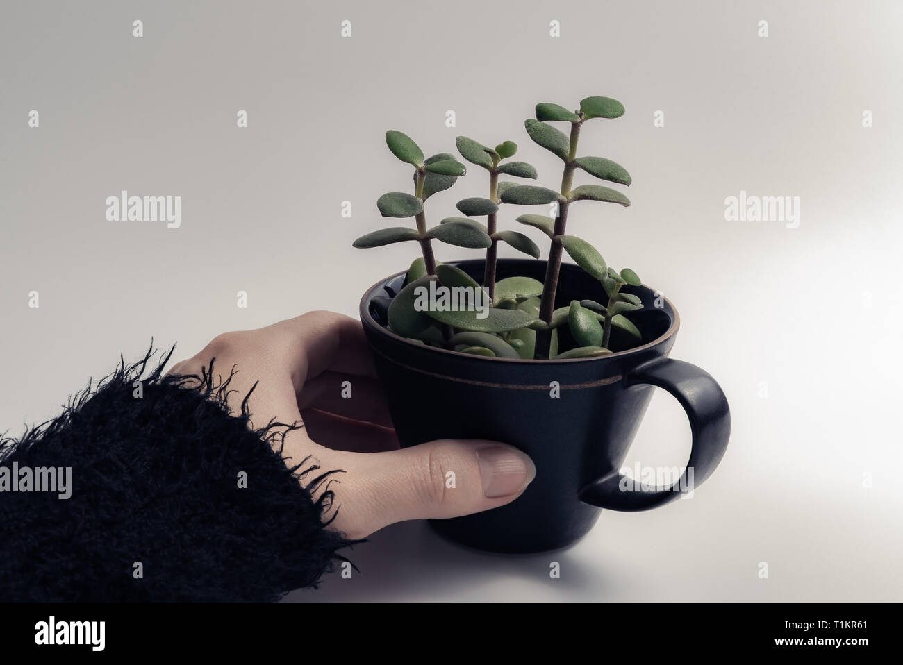 Frau Hand eine grüne saftige Pflanze, die in einem schwarzen Kaffee Tasse isoliert auf weißem Hintergrund mit Copyspace-Konzept der Hipster Lebensstil Stockfoto