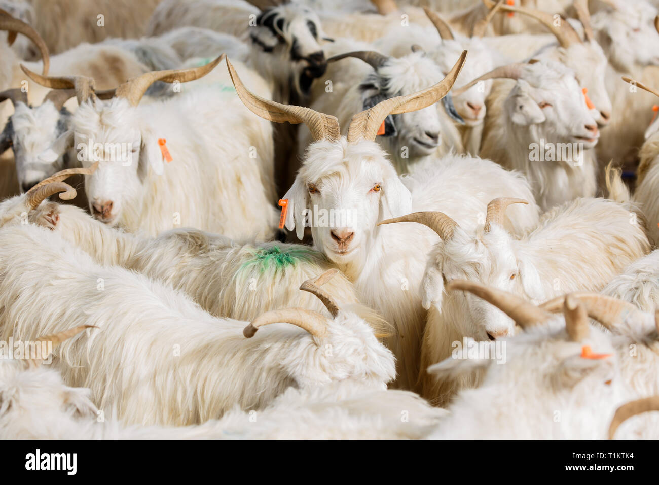 Eine Ziege zwischen vielen Ziegen auf Verkauf in Kashgar Tiermarkt (Provinz Xinjiang, China) Stockfoto