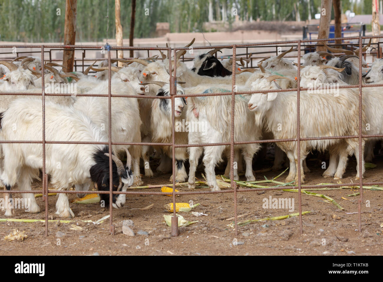 Ziegen hinter einem Zaun, gefangen in Kashgar Tiermarkt (Provinz Xinjiang, China) Stockfoto