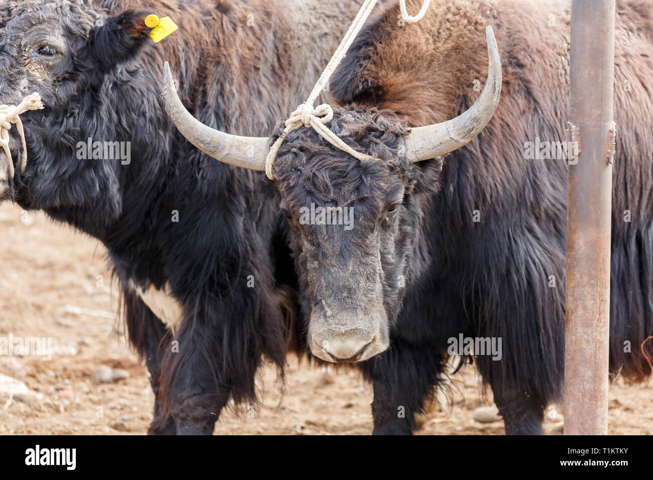 Nahaufnahme von einem Yak mit mächtigen Hörnern. Für den Verkauf an Kashgar Tiermarkt (Provinz Xinjiang, China) Stockfoto