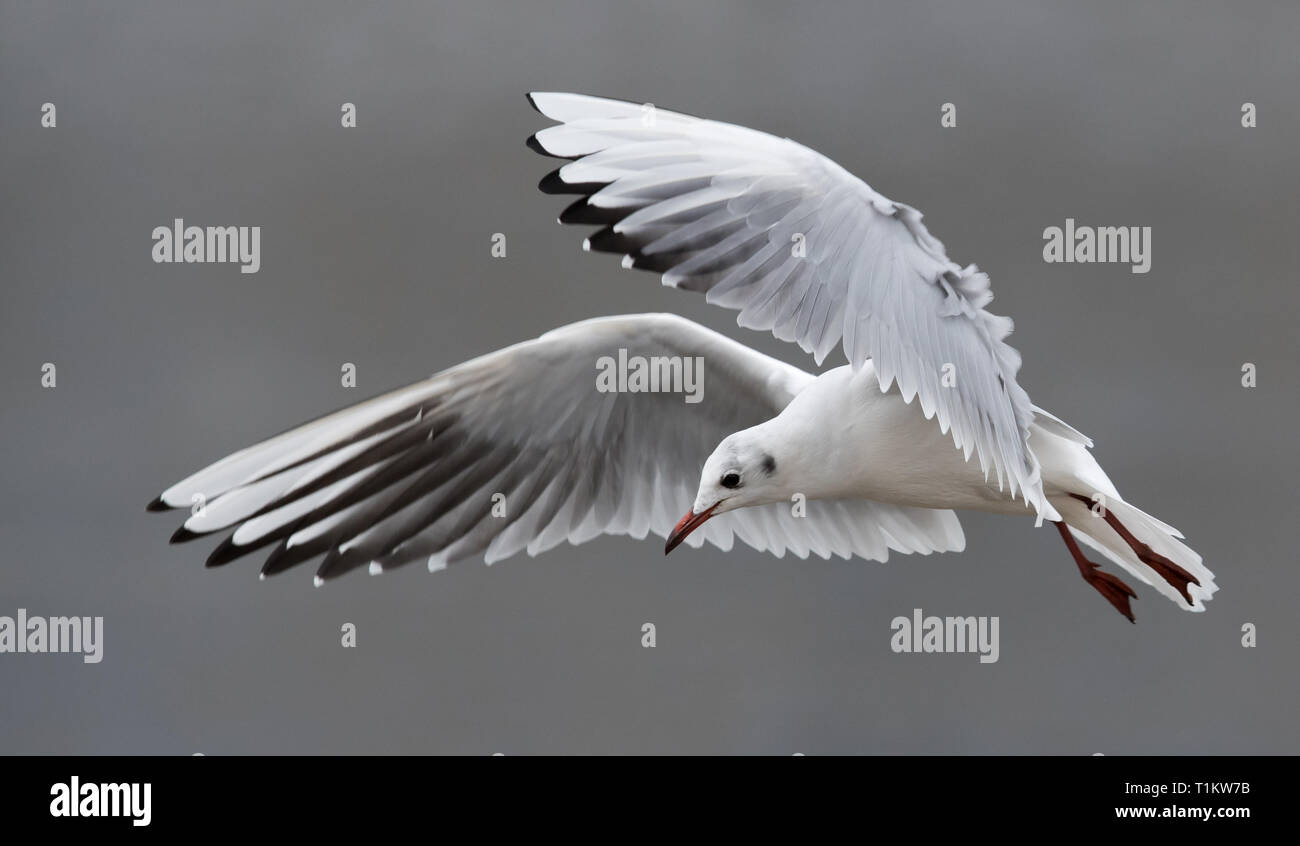 Lachmöwe im Flug Stockfoto