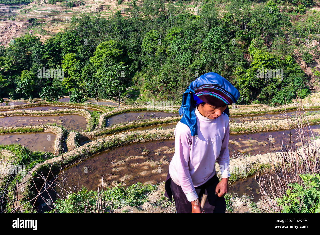 Yuanyang County, Yunnan, China - 2014: Landwirt an dessen Reisfeld Feld an Yunayang Reisterrassen. Stockfoto