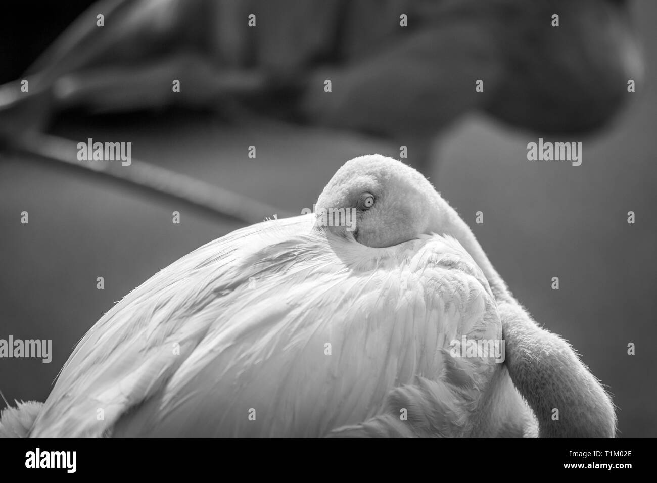 Mehr flamingo Reinigung selbst im Gras in Schwarz und Weiß. Stockfoto