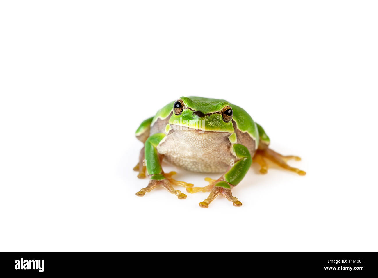 Green Tree Frog vorne sitzen auf Weiß Stockfoto