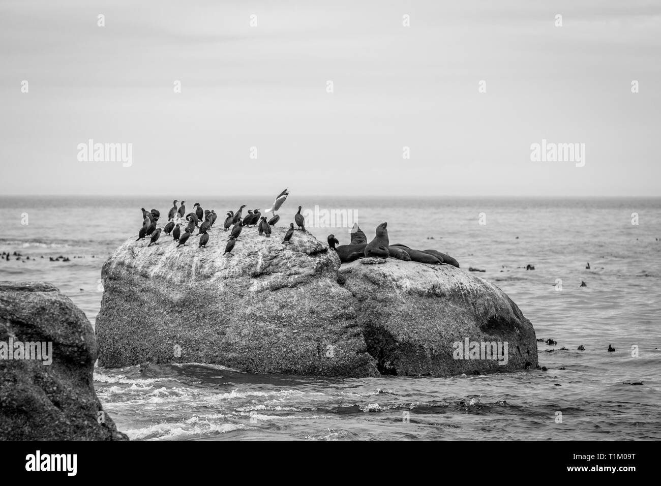 Kap Pelzrobben sitzen auf einem Felsen im Meer in Schwarz und Weiß, Südafrika. Stockfoto