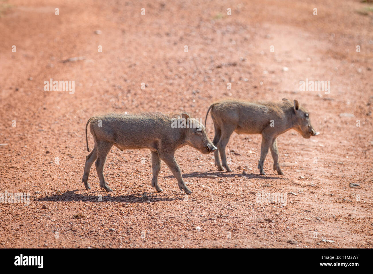 Familie der Warzenschweine mit Babys in der Welgevonden Game Reserve, Südafrika. Stockfoto