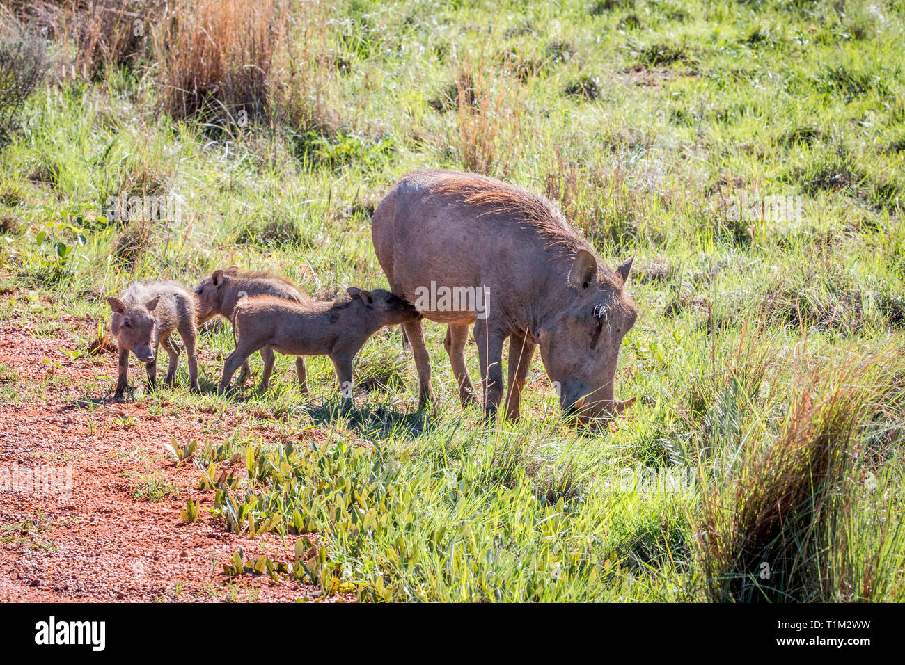 Familie der Warzenschweine mit Babys in der Welgevonden Game Reserve, Südafrika. Stockfoto