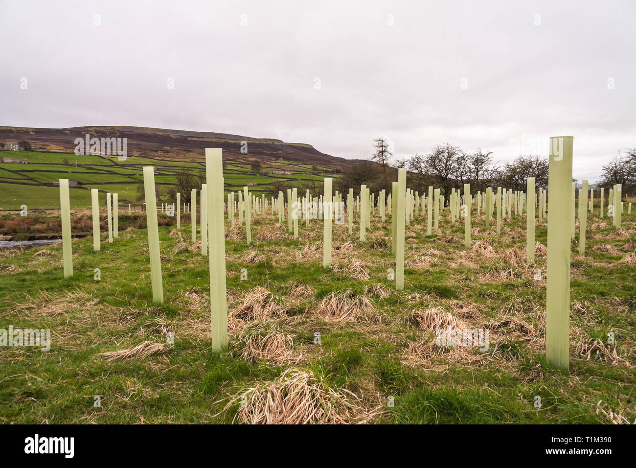 Blick auf den Baum Bepflanzung an Reeth, North Yorkshire, England, Großbritannien Stockfoto