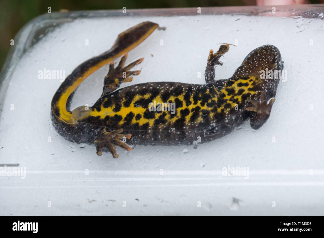 Weibliche great Crested newt (Triturus cristatus) durch einen lizenzierten Ökologe der bunten Unterseite oder Bauch Muster zu zeigen positioniert Stockfoto