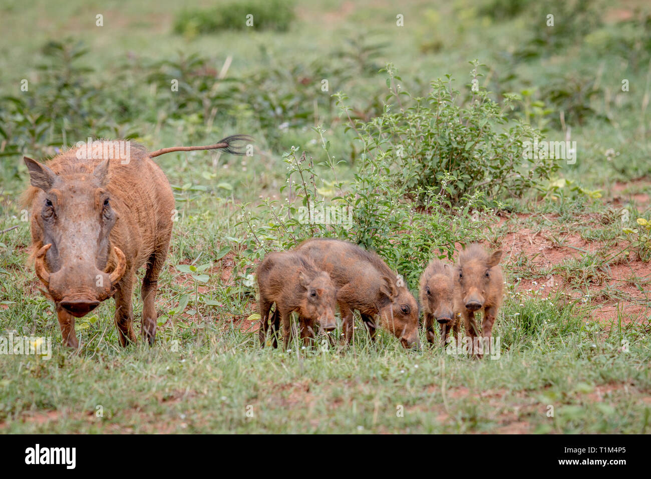 Familie der Warzenschweine mit Baby Ferkel im Gras in der Welgevonden Game Reserve, Südafrika. Stockfoto