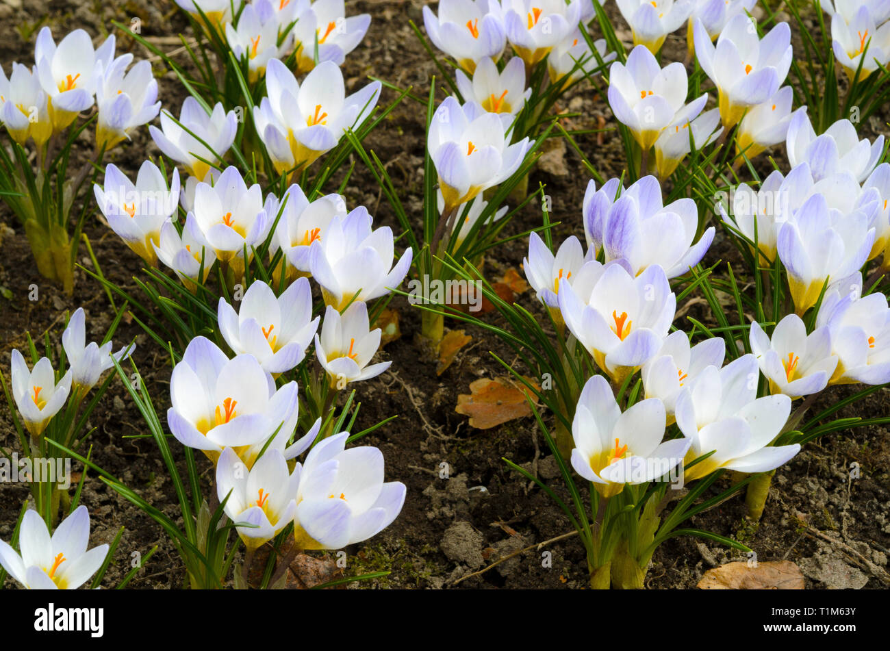 Der frühe Frühling Blumen Krokusse (Crocus chrysanthus 'Blue Pearl') im Garten. Stockfoto