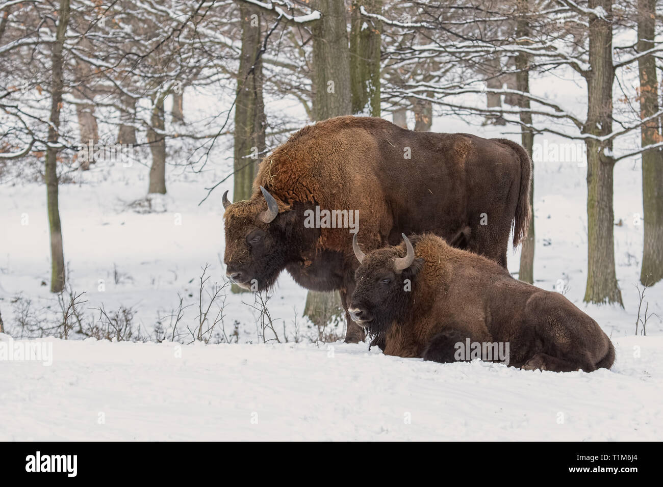 Paar europäischen bisonos, Bison bonasus, im Wald mit Schnee im Hintergrund. Zwei wisnets im Winter. Natur in kaltem Wetter. Stockfoto